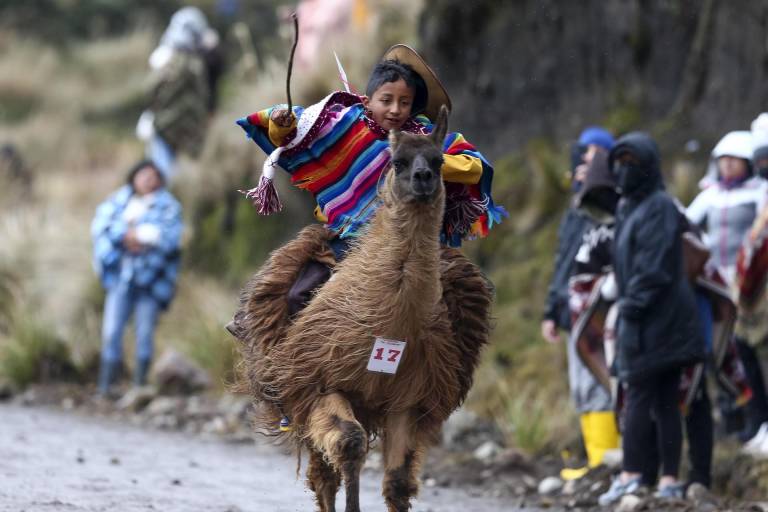 $!El jinete Erick Javier Chicaiza, de 9 años, con su llama Rayo McQueen, participa de la Llamingada, una carrera en la que participan niños de entre 8 y 13 años de edad con sus llamingos (llamas).