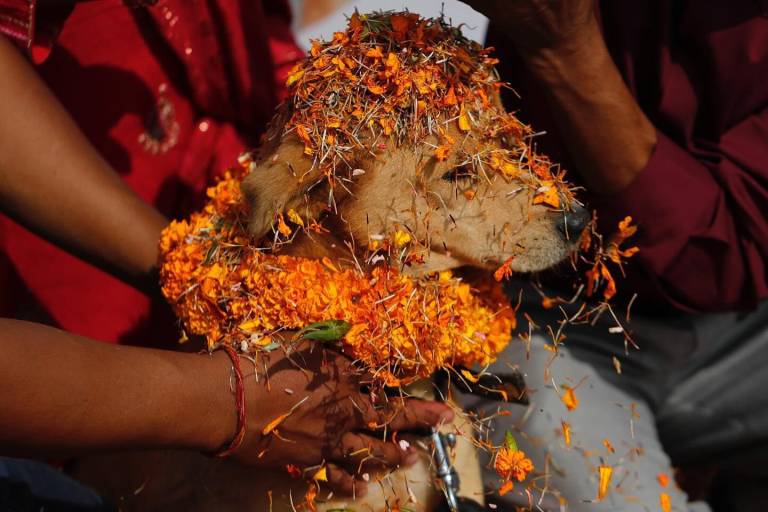 $!Un perrito siendo homenajeado en el Kukur Tihar en Nepal.