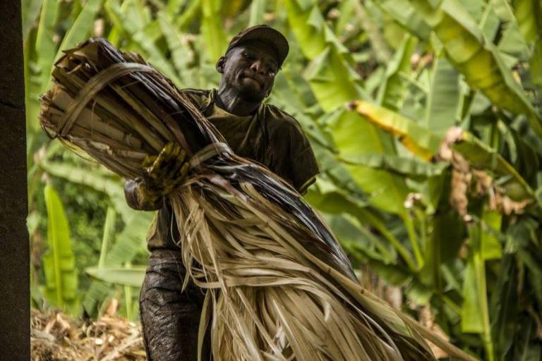 $!En la imagen un hombre en las plantaciones.