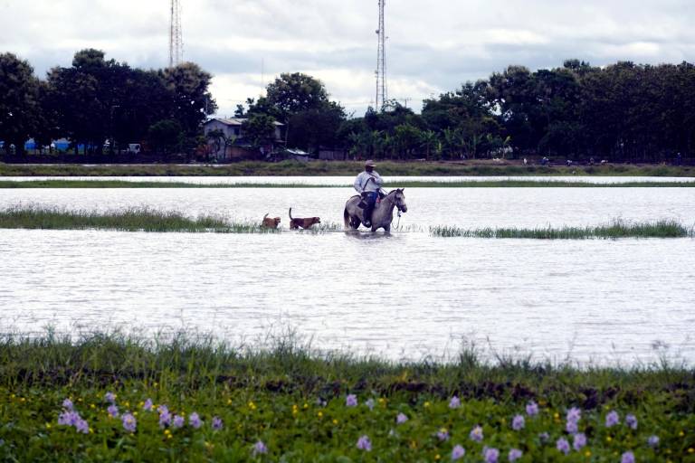 $!Un agricultor inmerso en un campo de cultivo inundado.