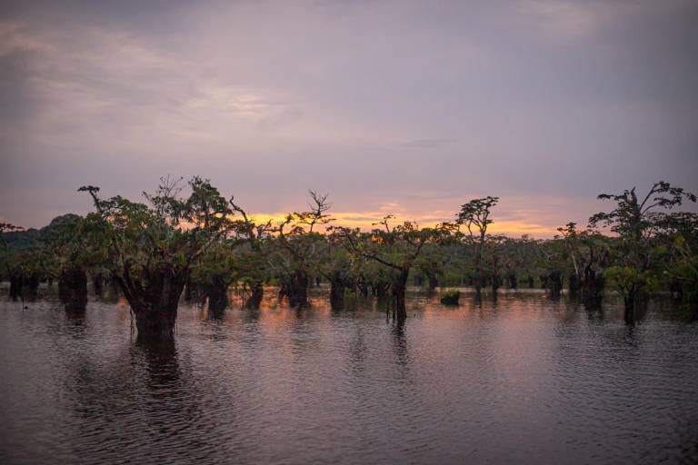 $!Árboles que reposan en medio de la Laguna Grande en Cuyabeno, en sus siluetas durante el atardecer, se pueden observar también orquídeas y bromelias.