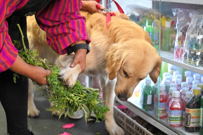 $!Lucas, un perro de raza golden retriever realizándose una limpia.