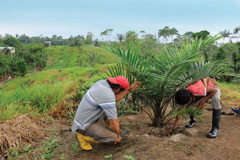 $!Energy &amp; Palma emplea a 1.142 personas en las distintas etapas de su cadena productiva.