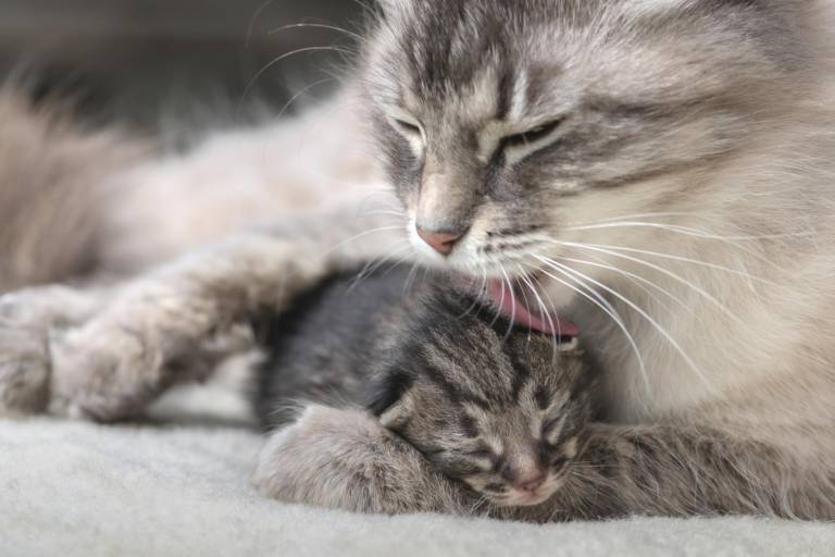 $!¿Por qué ronronean los gatos? No siempre es por felicidad