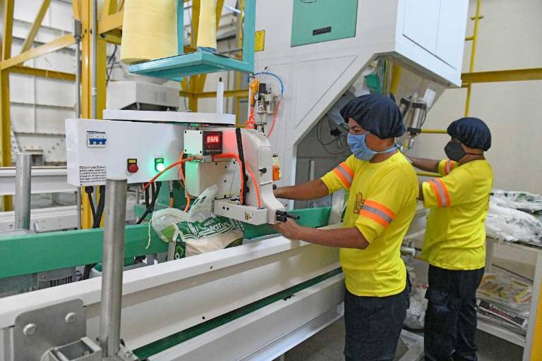 $!711 piladoras y un número indeterminado de comercializadoras de la gramínea están involucradas en el cultivo de arroz en Ecuador.