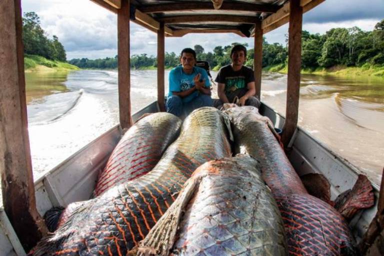 $!El pirarucú: cazadores furtivos acechan al majestuoso pez gigante del Amazonas