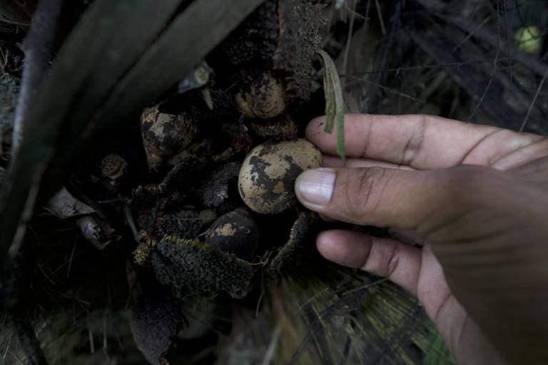 $!Cada fruto de un árbol de tagua esconde entre 200 y 300 semillas.