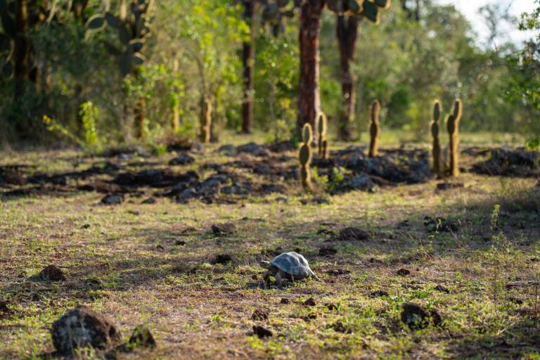 $!Los centros de reproducción y crianza en cautiverio, aseguran la subsistencia de las tortugas gigantes durante sus primeros años de vida. Cuando tienen el tamaño adecuado, las retornan a sus hogares naturales.