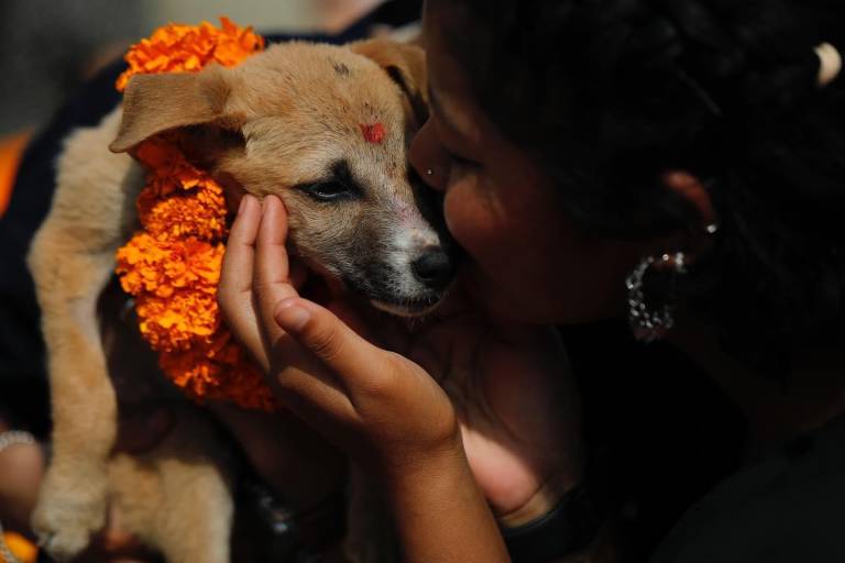 $!Un perrito siendo homenajeado en el Kukur Tihar en Nepal.
