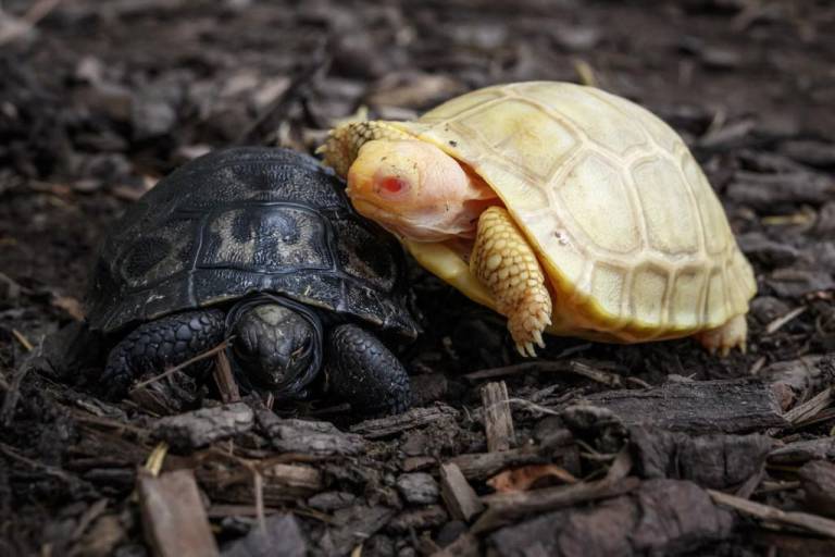 $!Nace la primera tortuga gigante de Galápagos albina vista hasta la fecha, en un zoológico suizo