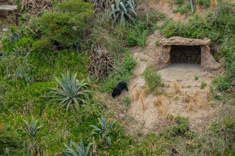$!Fotografía a distancia del nuevo hábitat construido para Chuquiragua, Sisa y Puya.