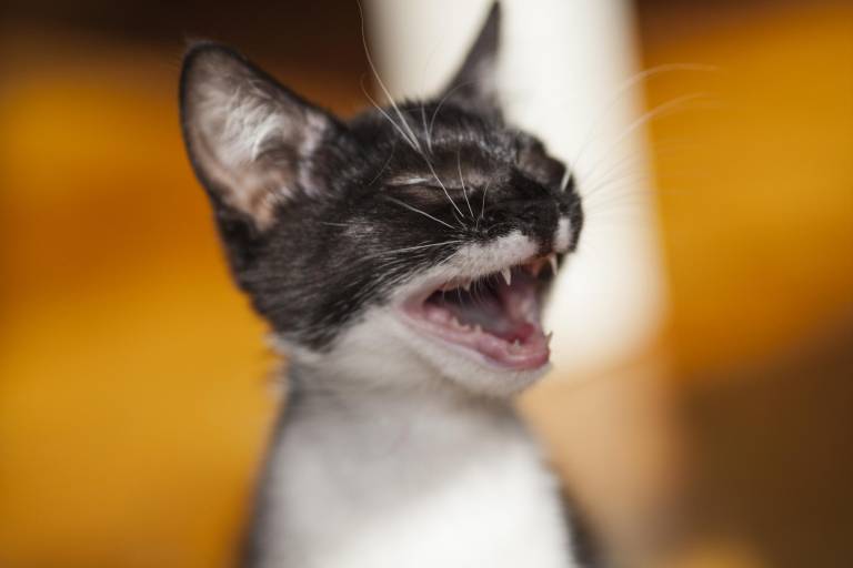 $!Gato pequeño maullando.