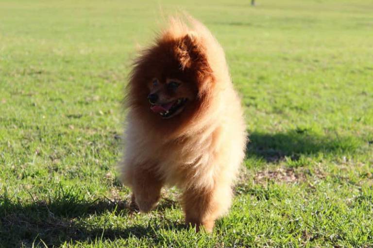 $!El jadeo incesante suele ser uno de los primeros signos que el perro exhibe cuando se encuentra en un entorno sumamente caluroso, desprovisto de mecanismos para bajar su temperatura.