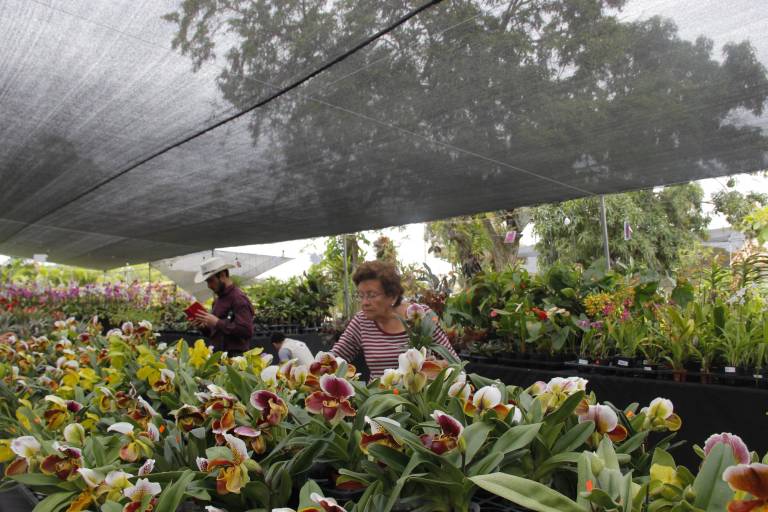 $!Fiesta de las orquídeas en Guayaquil: más de 1.500 flores se expondrán vía a la costa