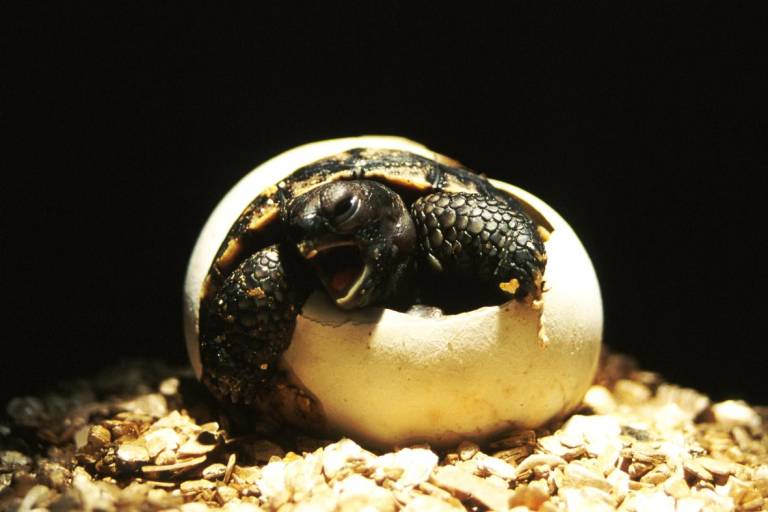 $!Eclosión de un huevo de Tortuga Gigante de Galápagos.