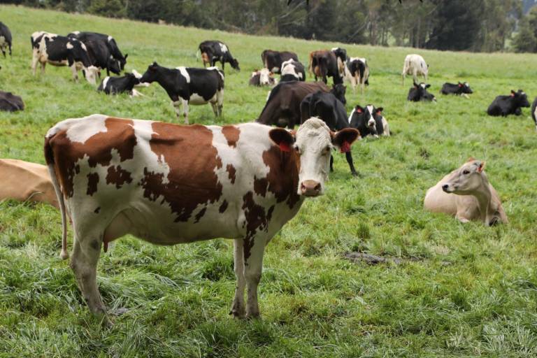 $!Un grupo de vacas en un área de pastoreo.