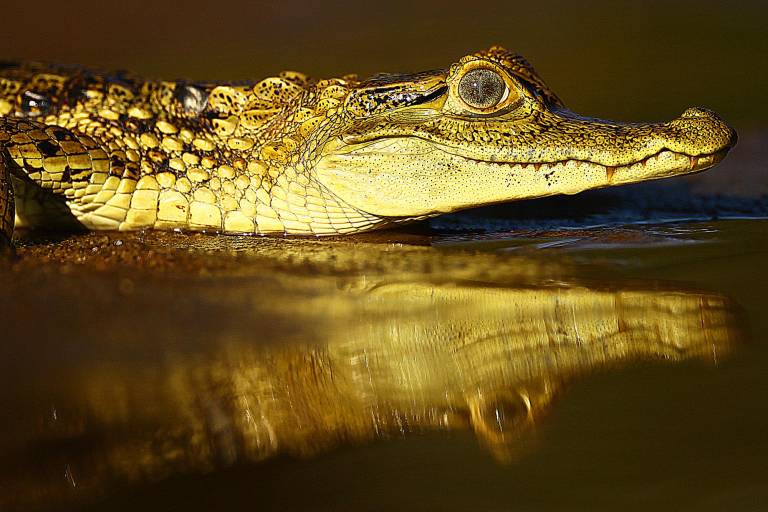 $!Un lagarto blanco descansa en la orilla de una de las playas que se forman en la temporada seca.