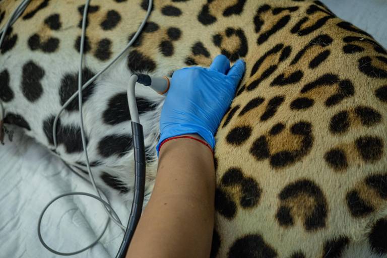 $!Fotografía que muestra una consulta médica realizada en un jaguar.