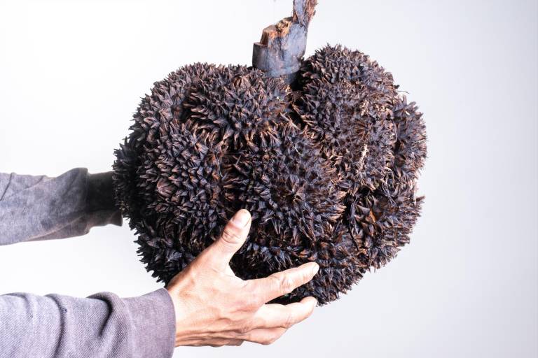$!Fruto de la tagua conocido como “mococha”.