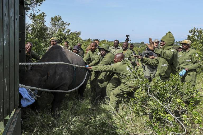$!Miembros del Servicio de Vida Silvestre de Kenia (KWS) y equipos veterinarios inmobilizan un rinoceronte negro.