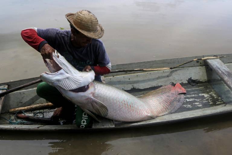 $!El pirarucú: cazadores furtivos acechan al majestuoso pez gigante del Amazonas