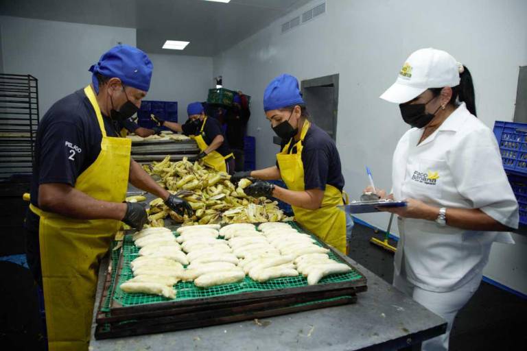 $!La planta industrial de Pacobanana produce banano deshidratado y otras presentaciones para la industria alimentaria.