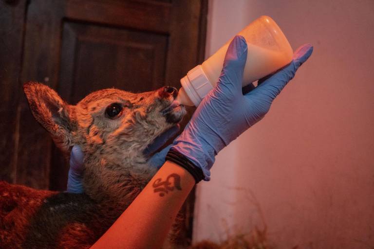 $!Bebé venada requiere atención permanente.