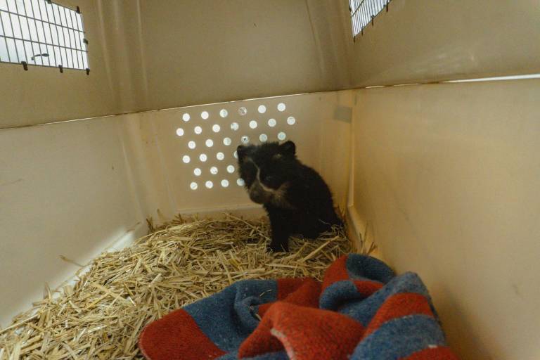 $!Fotografía que muestra a Puya, la más pequeña de las oseznas.