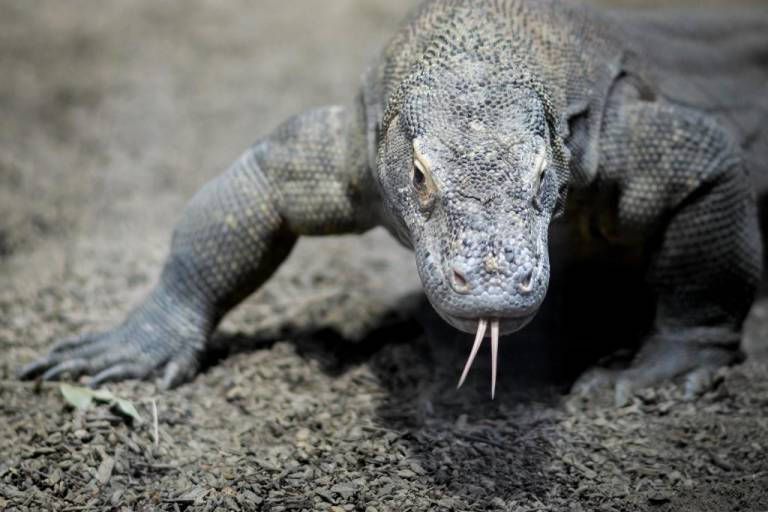 $!El dragón o monstruo de Komodo es un reptil que puede llegar a medir 3 metros y pesar 90 kg.