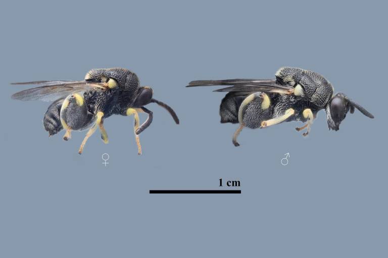 $!Las avispas tienen el potencial de ser agentes de control de plagas y participar en programas de conservación de especies vegetales.