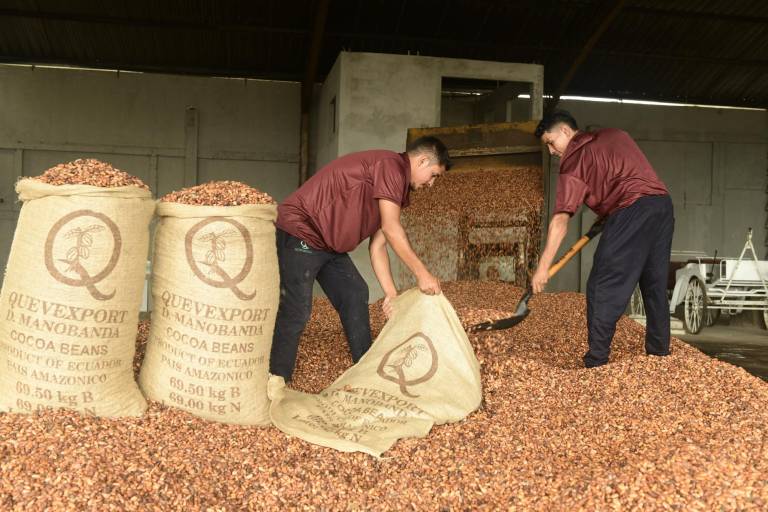 $!El año pasado las exportaciones de cacao del Ecuador rompieron récord con la venta de 360.714 toneladas.