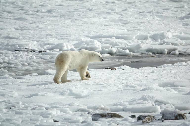 $!Los seres humanos no son los únicos afectados. El debilitamiento de la banquisa empuja a los osos polares hambrientos a entrar en los caseríos en busca de comida.
