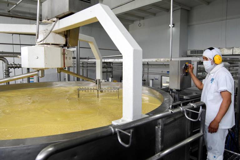 $!El 15.6 por ciento del volumen de leche que ingresa a la industrialización formal en Ecuador se destina a la producción de quesos.