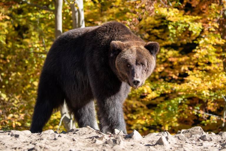 $!Oso atacó a un joven en el monte Rausu, en la isla de Hokkaido.