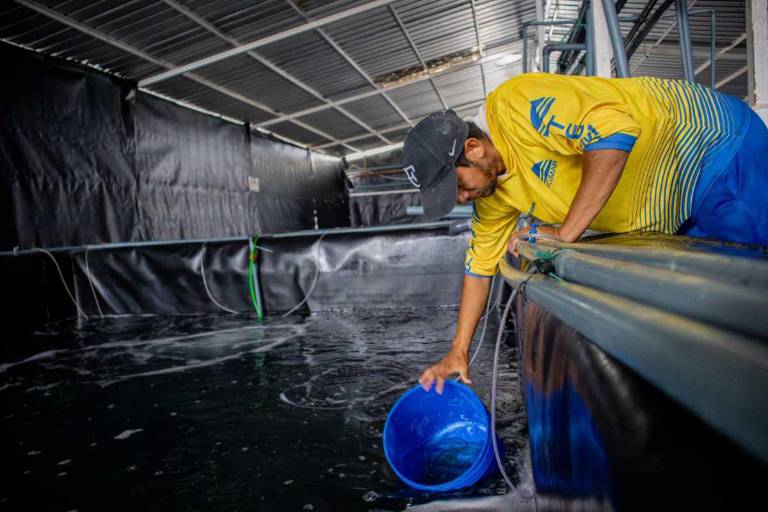 $!Texcumar tiene siete bases de producción y 10 laboratorios de larvas en la provincia de Santa Elena.