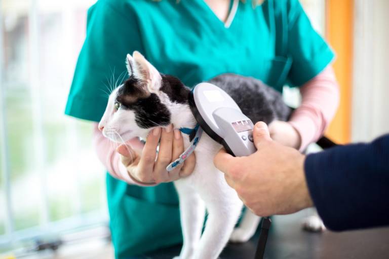$!Veterinarian checking microchip of cat in vet clinic
