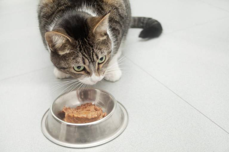 $!¿Qué es el alimento húmedo para felinos y en qué cantidad se recomienda?