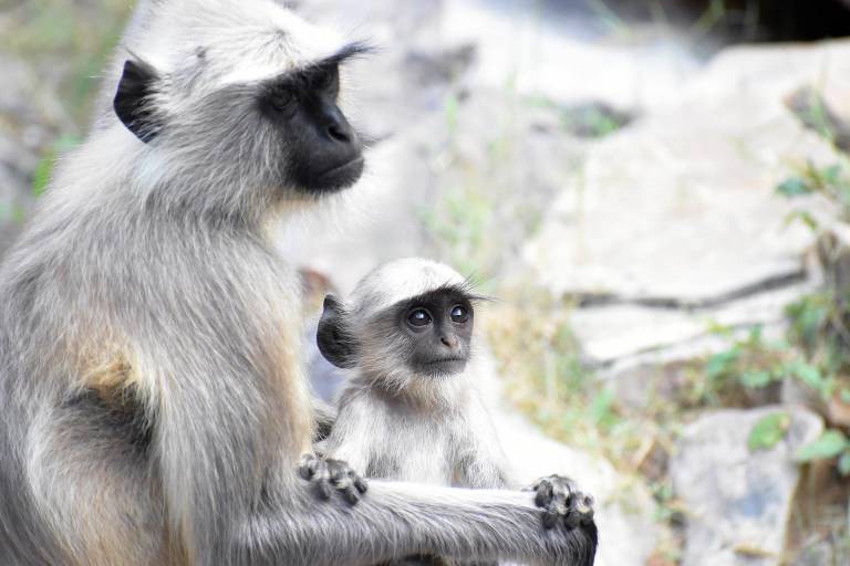 $!¿Por qué las mamás primates cargan a sus bebés muertos?
