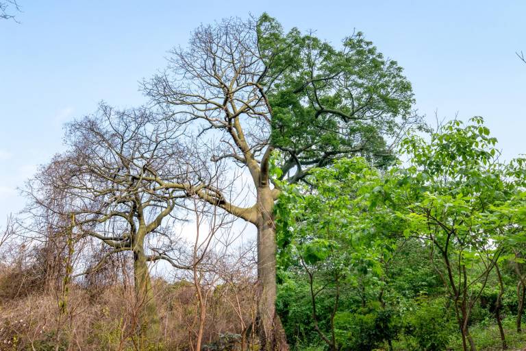 $!Las precipitaciones tienen consecuencias en los procesos erosivos y el cambio en los patrones hídricos, factores que están ligados al manejo de bosque.