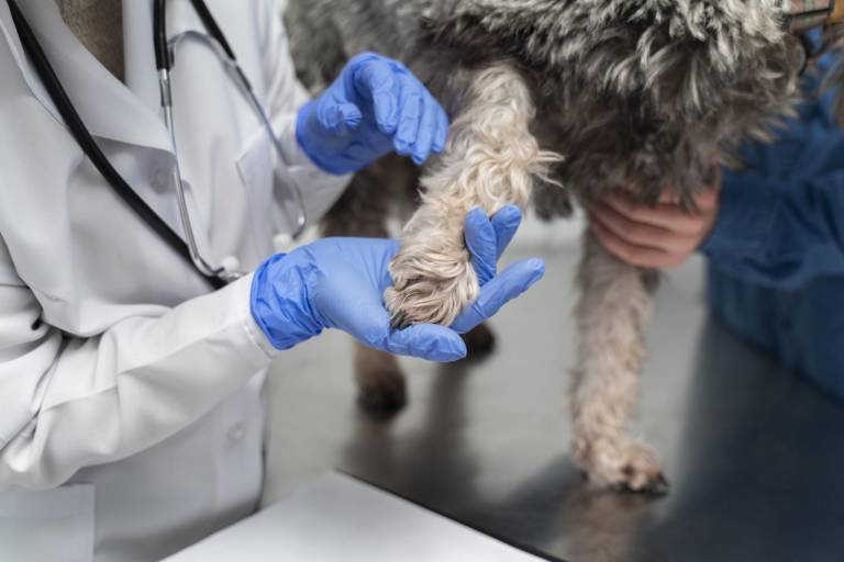 $!Veterinaria revisando los problemas de piel en la pata de un perro.