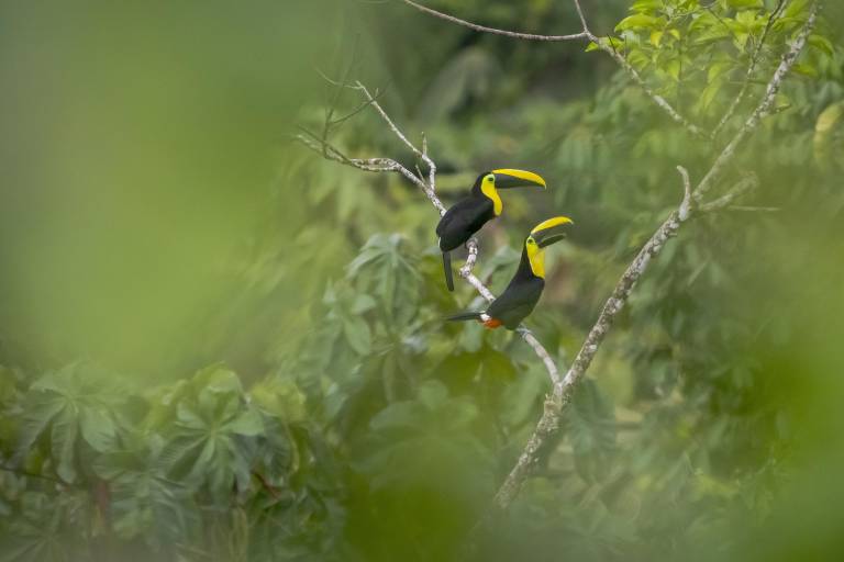$!Choco Tucán (Ramphastos brevis) fotografiado en Canandé, Esmeraldas. Fundación Jocotoco