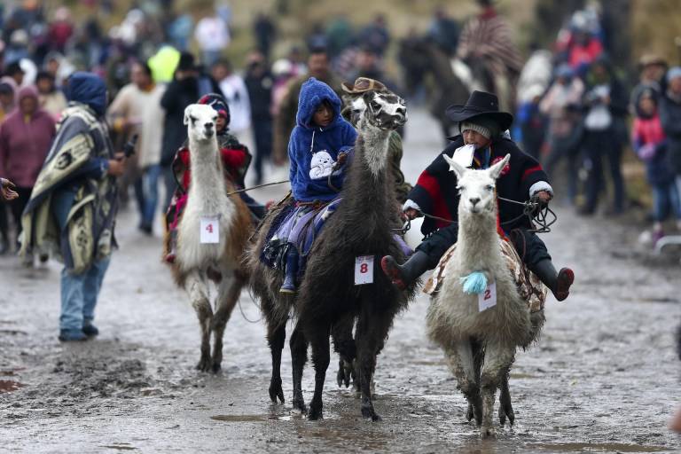 $!Niños jinetes participan de la Llamingada, una carrera en la que niños de entre 8 y 13 años de edad compiten con sus llamingos (llamas), en el sector de Agualongo Pamba, en Salcedo provincia de Cotopaxi.