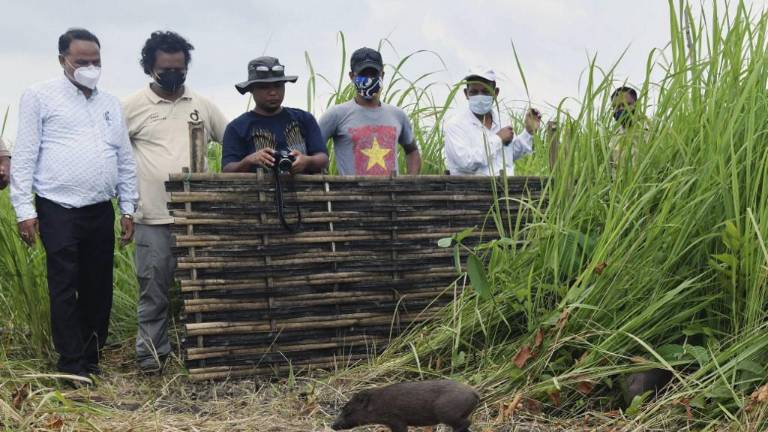 Una docena de cerdos pigmeos liberados en India