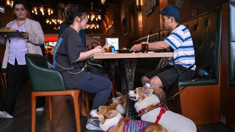 Hong Kong levanta la prohibición que impedía la entrada de perros a establecimientos de comida