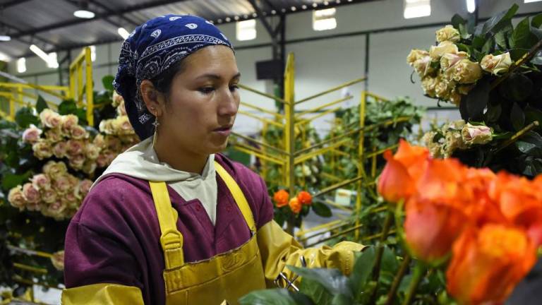 La carrera de obstáculos que enfrentan las rosas ecuatorianas para ser exportadas