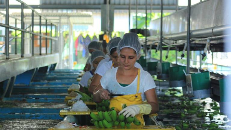 Latinoamérica define acciones frente a los costos de producción del banano y Fusarium R4T