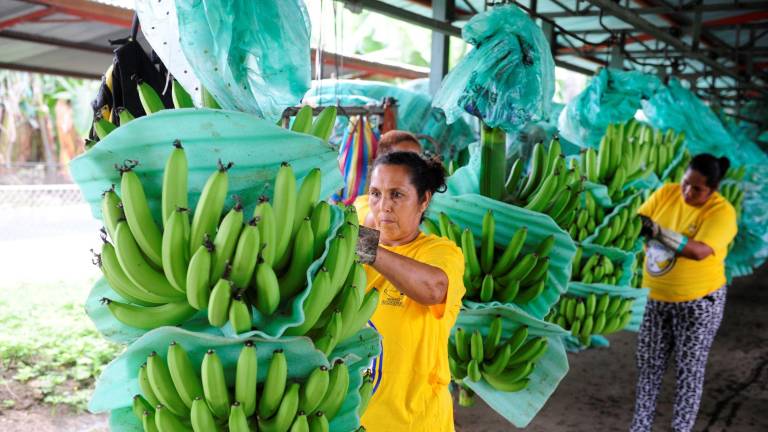 Las cinco clave detrás del récord histórico de exportación bananera de Ecuador en 2025