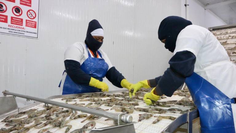 Exportadoras de camarón ecuatorianas han vacunado a todo su personal de primera línea