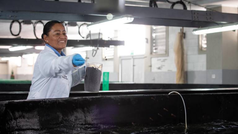 Con la cría de paiche, trucha, robalo y moluscos se busca diversificar la acuicultura en Ecuador