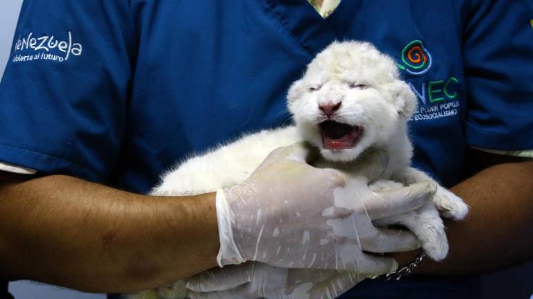Nacen leones blancos en un zoológico de Venezuela, una luz de esperanza que aleja a la subespecie de la extinción